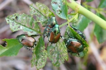 Popillia Japonica - cosa fare