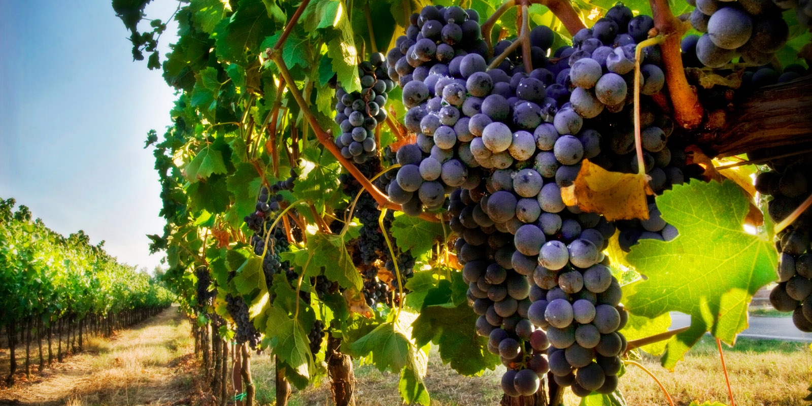 Fotografica di un grappolo d'uva