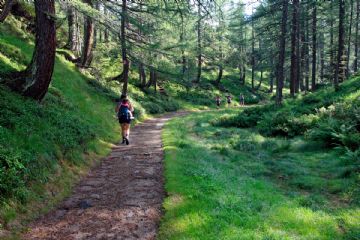 foto di un sentiero nel bosco con una persona che cammina
