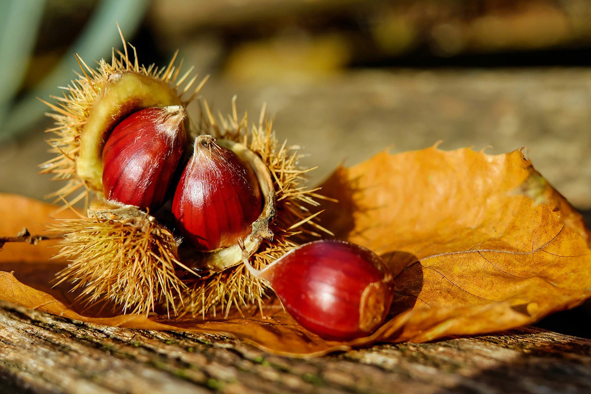 riccio di castagna con castagne